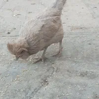 مرغ سلطان تخم گذار