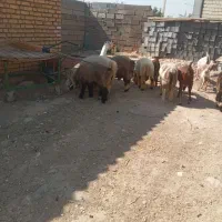 بره|حیوانات مزرعه|شیراز, نصر|دیوار