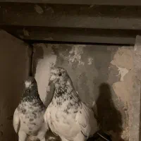 جفت پرشی|پرنده|قم, سالاریه|دیوار