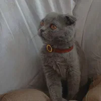 گربه اسکاتیش دبل فولد بلو