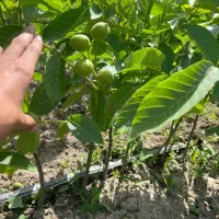 پخش درخت گردو جمال پربار و مقاوم به سرما و گرما|خدمات باغبانی و درختکاری|فرمهین, |دیوار