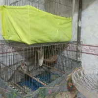 طوطی ملنگو جوجه نر پنج ماهه|پرنده|شهریار, شهرک بهاران (ویره)|دیوار