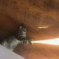 گربه فارغ التحصیل هاگوارتز