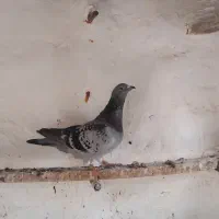 کبوتر پلاکی