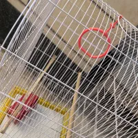 قفس|پرنده|اهواز, فاز ۱ پادادشهر|دیوار