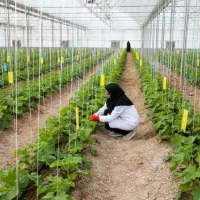 کارگر خانم جهت کار در گلخانه نیازمندم