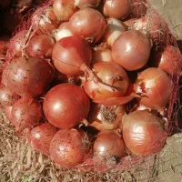 پیاز خوراکی اصل نیشابور|خوردنی و آشامیدنی|تهران, هلال احمر|دیوار