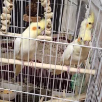 عروس|پرنده|تهران, سبلان (لشگر)|دیوار