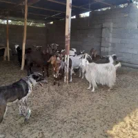 بزماده همراه  با نر بز|حیوانات مزرعه|پیر بکران, |دیوار