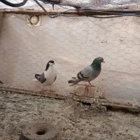 کفتر.کبوتر بدرنگ