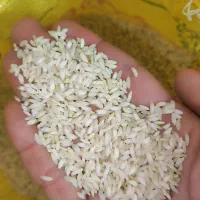 برنچ عنبربو درجه1