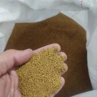 بذر یونجه امریکایی