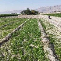 زمین کشاورزی دارای آب ومتور|فروش زمین و ملک کلنگی|شیراز, بید زرد|دیوار