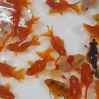 کوی و گلدفیش