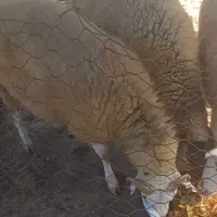 بره گوسفند نر و ماده|حیوانات مزرعه|فومن, |دیوار