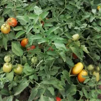 گوجه درجه یک با بهترین بار دهی