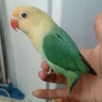 کوتوله برزیلی پاربلو کلکسیونی