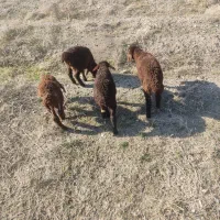 بره گوسفند نر ماده