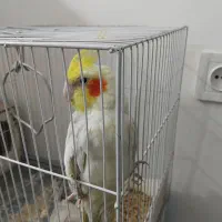 عروس هلندی|پرنده|شاندیز, |دیوار