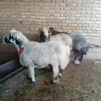 فروش ۳قوچ ذات دار به شرت میش روندن