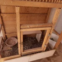 قفس|پرنده|قم, خاکفرج|دیوار