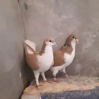 کبوتر سده هفرنگ و طوقی زرد خالدار و دوتا نرگسی|پرنده|سبزوار, قصبه غربی|دیوار