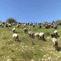 کود گوسفندی خالص پوسیده تحویل کار|خدمات باغبانی و درختکاری|شیراز, گل سرخ|دیوار