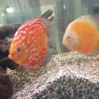 ماهی دیسکس|ماهی|اهواز, بهارستان|دیوار