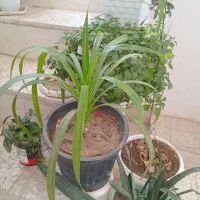 فروش گل  طبیعی|گل و گیاه طبیعی|شیراز, شریف‌آباد|دیوار