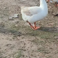 قوغاز میکس لیندا