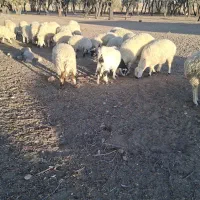 بره فروشی|حیوانات مزرعه|سیرجان, |دیوار