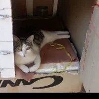 گربه گم شده در ابهر حوالی ثبت احوال کوچه خانصنمی|گربه|ابهر, |دیوار