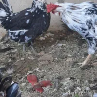 تخم مرغ نطفه دار گلین|حیوانات مزرعه|اصفهان, قهجاورستان|دیوار