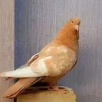 کفتر سینه پرتقالی و کله سیاه