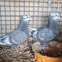کبوتر رنگی نر لامرد