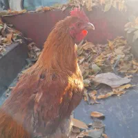 خرس‌|پرنده|پیر بکران, |دیوار