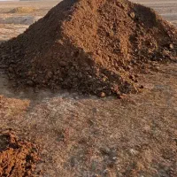 کودحیوانی گاوی