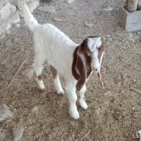 بز و بزغاله|حیوانات مزرعه|گیلان غرب, |دیوار