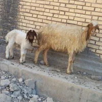 میش چاق چپر و ۳تا بره|حیوانات مزرعه|شوشتر, |دیوار