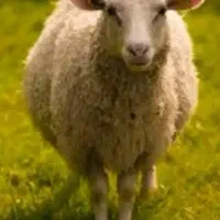 قصاب گوسفند سیار تمام نقاط شیراز