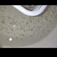 بچه ماهی گوپی