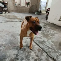 واگذاری سگ پیت بول|سگ|کرمانشاه, |دیوار