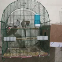 ۴ جفت عروس هلندی مولد|پرنده|سلماس, |دیوار