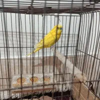 مرغ عشق فول دستی