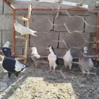 کبوترصید