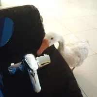 شیر حمام استیل نو با کیفیت