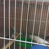 فنچ کرواتی مولد|پرنده|آزادشهر, |دیوار