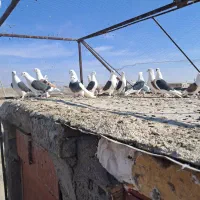 پشت سیاه پشت سرخ نر|پرنده|رفسنجان, |دیوار