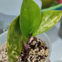 زامو ابلق خاص