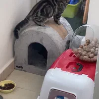 خانه گربه و سگ